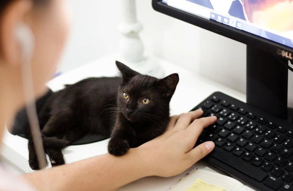 Program partnerski Proposta – wysokie prowizje bez limitów